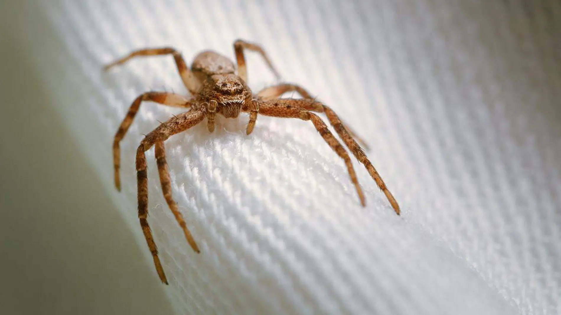 Algunos niños y adolescentes suelen 'adoptar' a nuevas pequeñas mascotas que encuentran el jardín y uno de los insectos que más atraviesan por esa suerte son las arañas